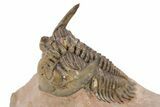 Detailed Metacanthina Trilobite - Lghaft, Morocco #251911-1
